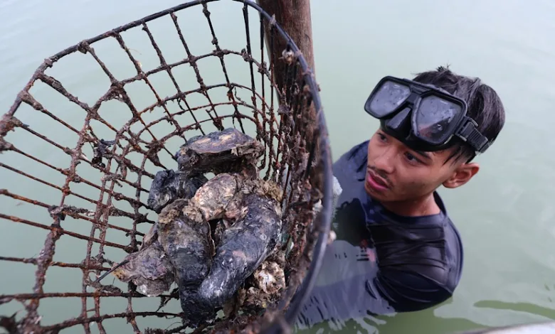 MUAR OYSTER DIVERS A DYING BREED