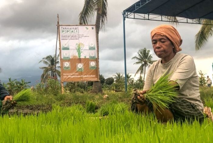 Jakarta Gives Cash Aid To Farmers Affected By El Nino