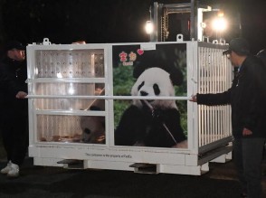 China's Panda Pair Hits The Road To United States